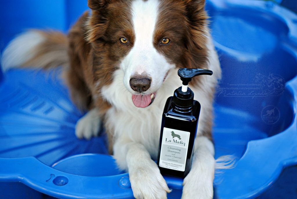 szampon dla border collie