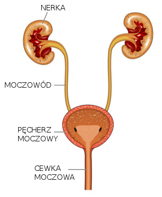 pecherz moczowy pieluchy