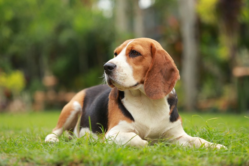 beagle potrzebuje szampon dla ras szorstkowłosych