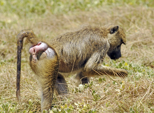 baboon