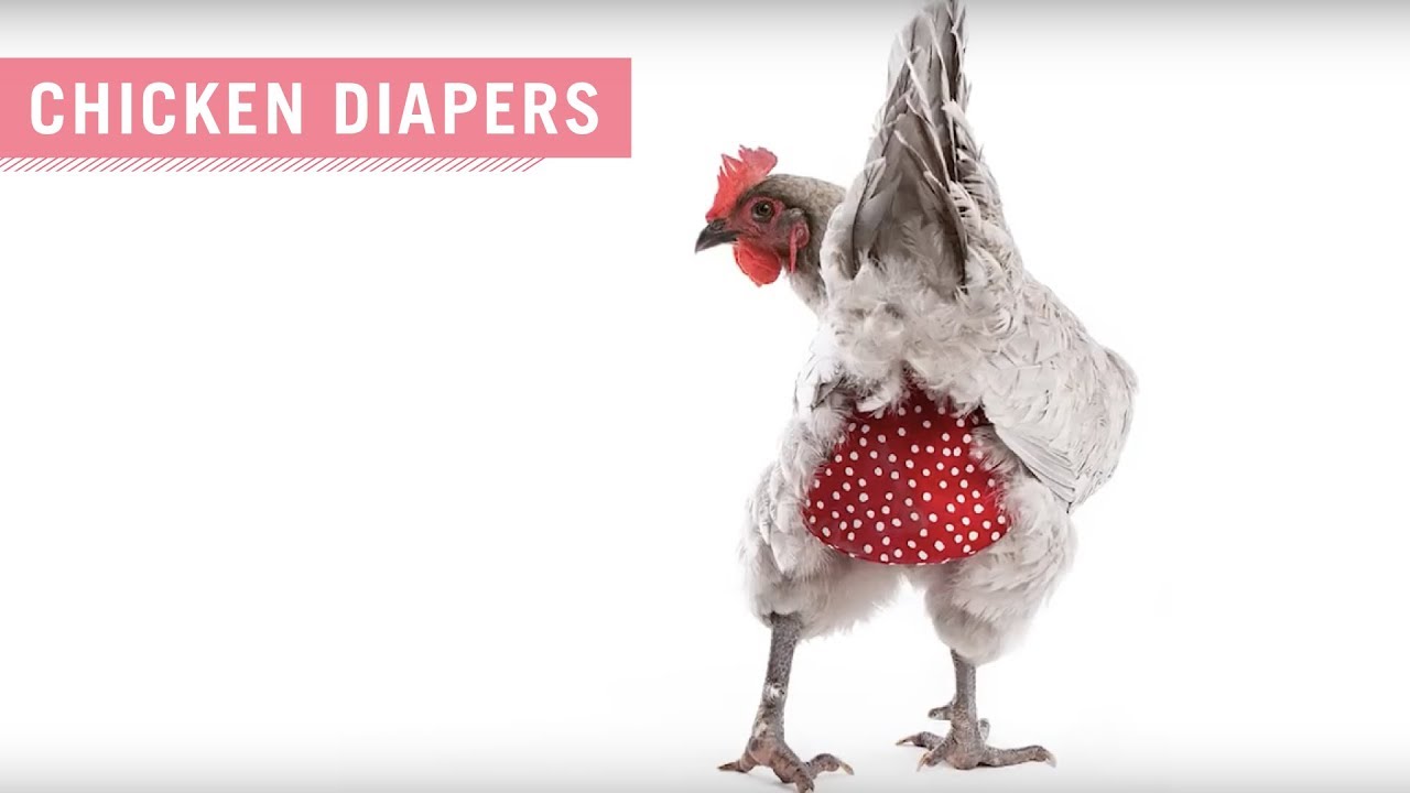 pampers for chickens