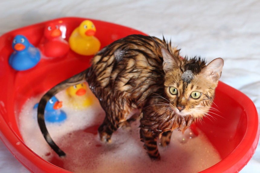 szampon dla kota przeciw pchłom