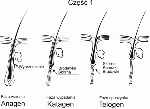 szampon na wzrost włosów zapytaj