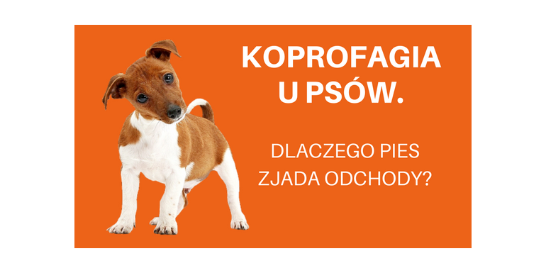 dlaczego pies zjada kupe pampers