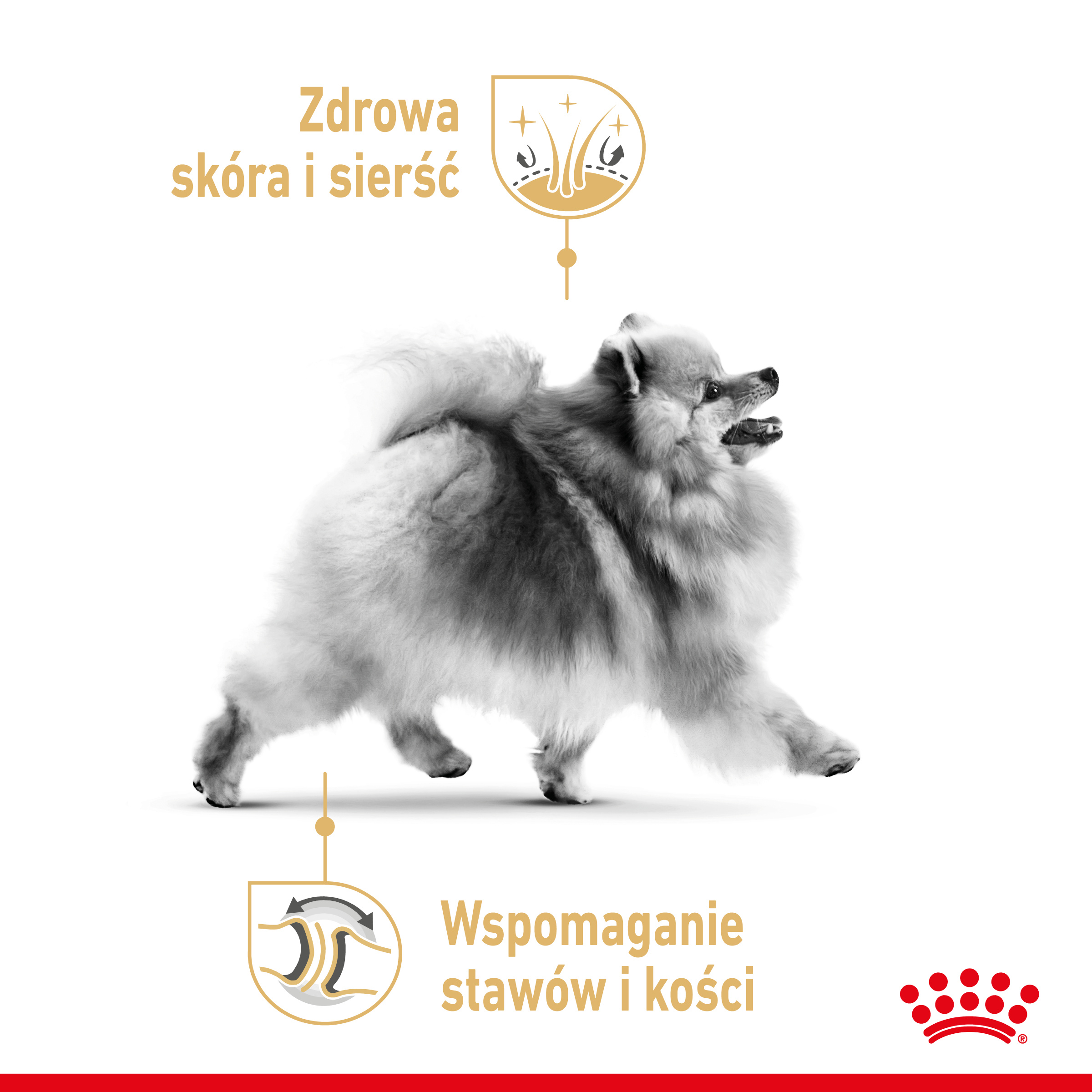 szampon champion pomeranian