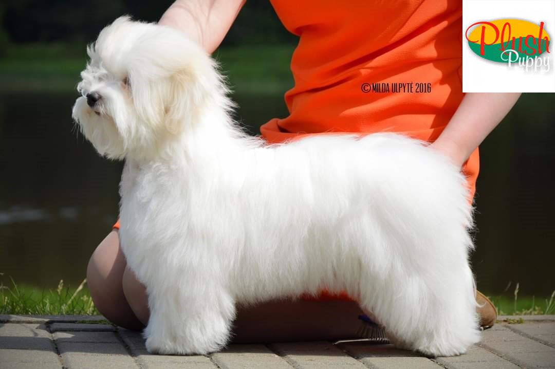 szampon dla rasy coton de tulear