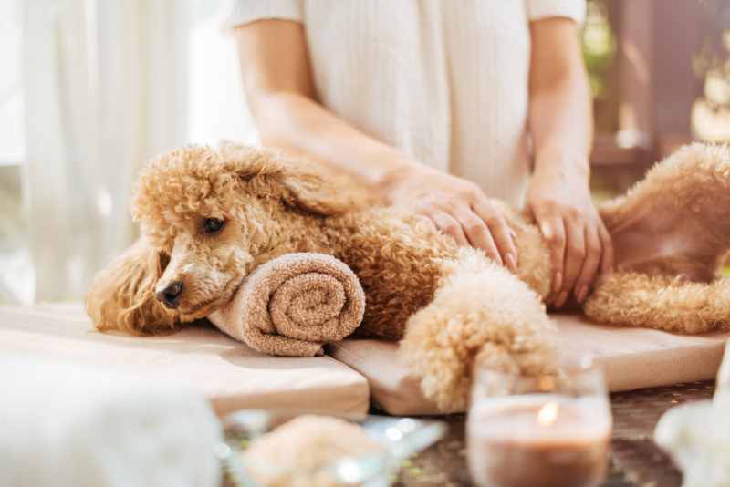 pampered pets