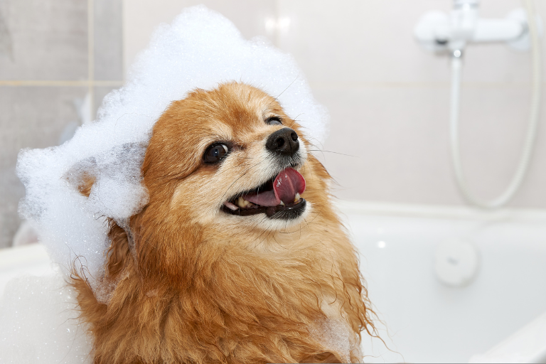 dobry szampon dla psa