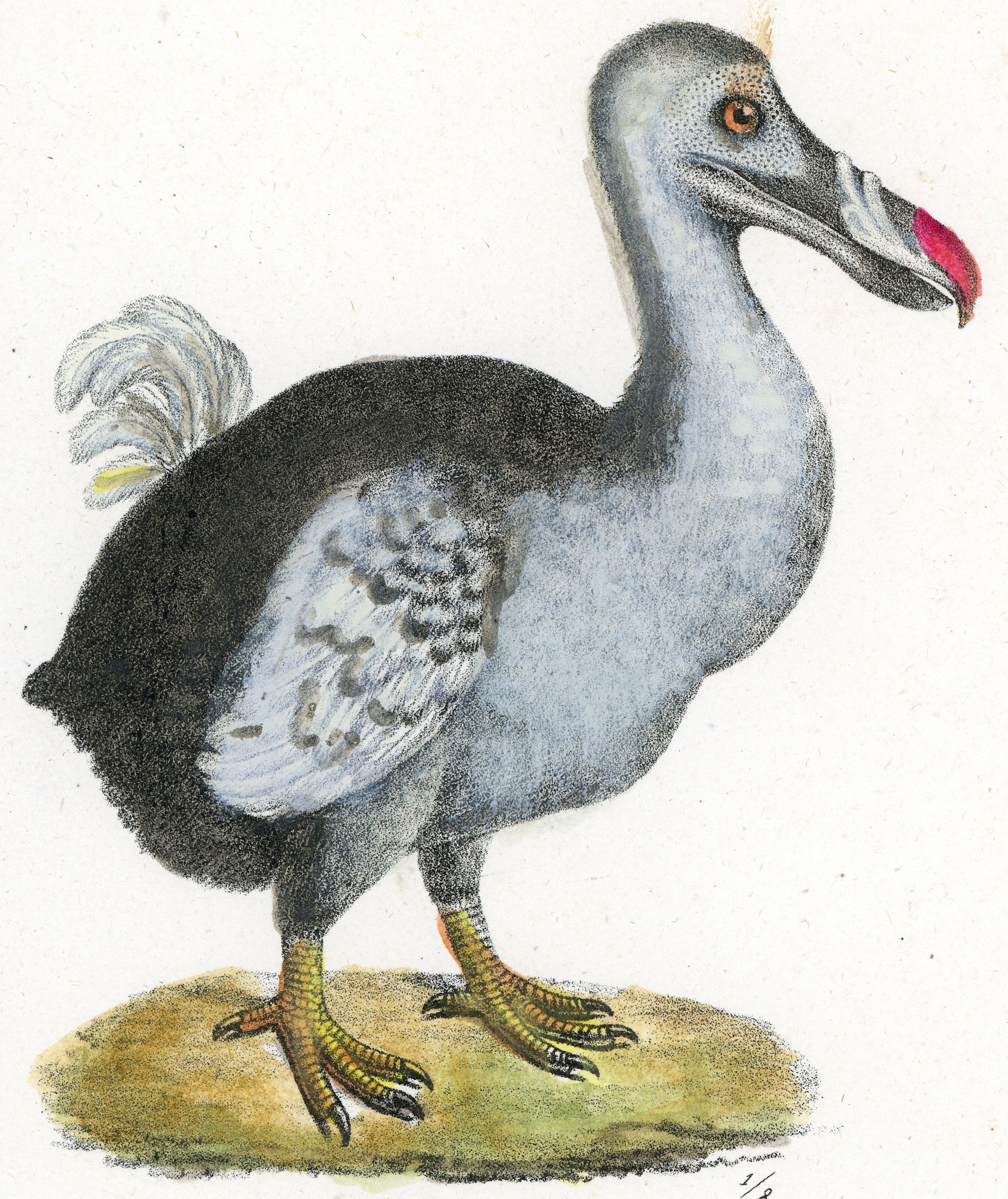 dodo care pieluchy