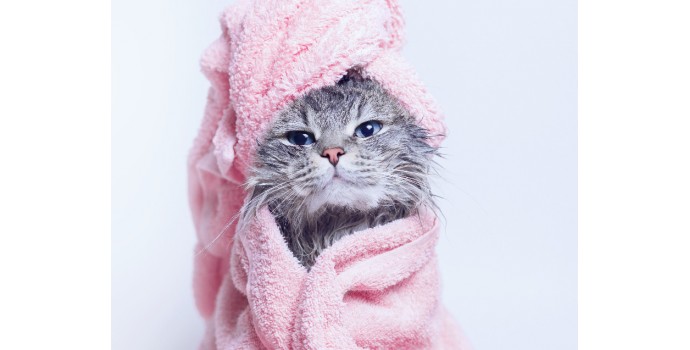 jaki szampon dla kota persa