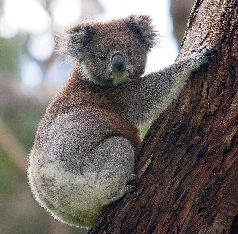 koala