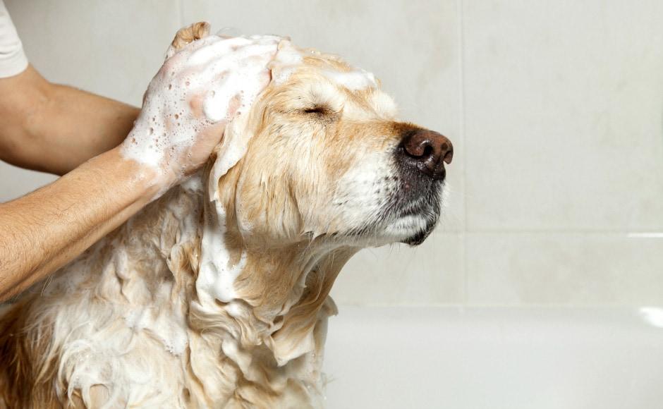 pies dostal uczulenie po szampon