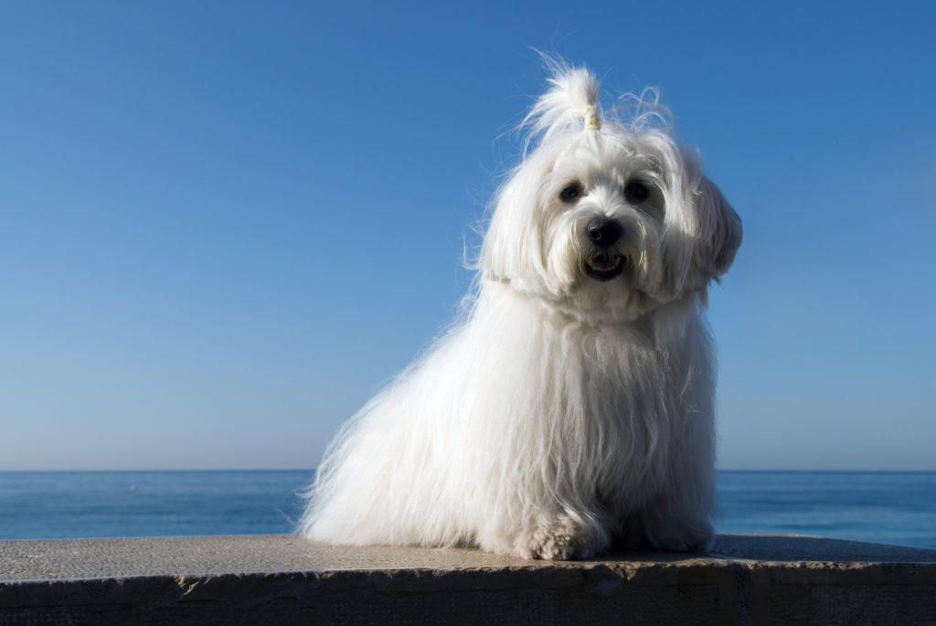 szampon dla coton de tulear