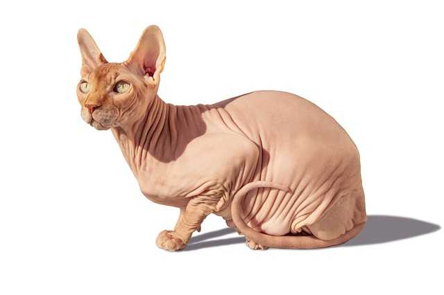 szampon dla kota sfinksa kanadyjskiego