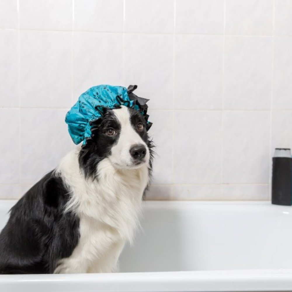 szampon dla psa jak umyć