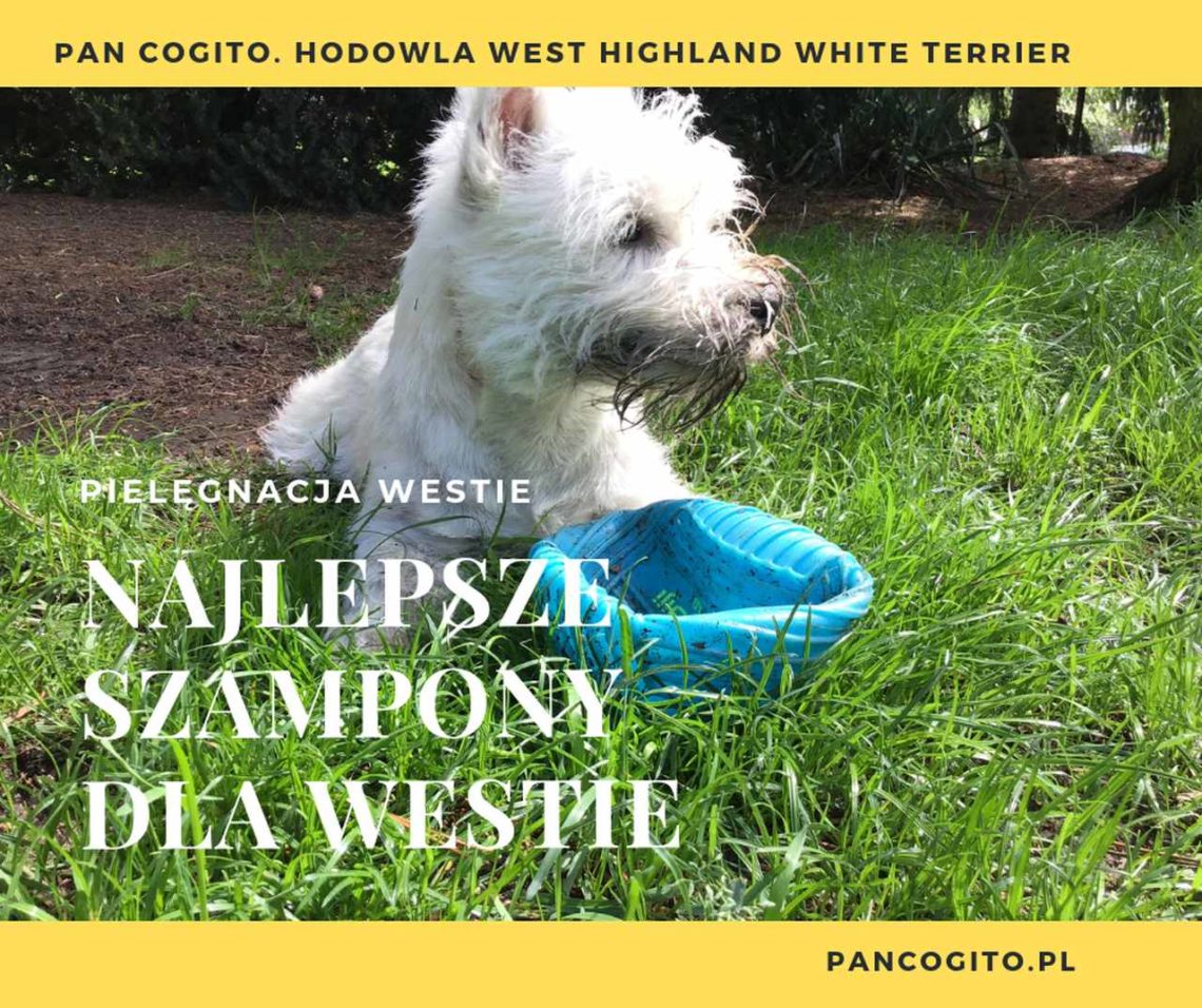 szampon west highland white terrier