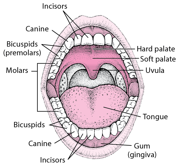 Teeth