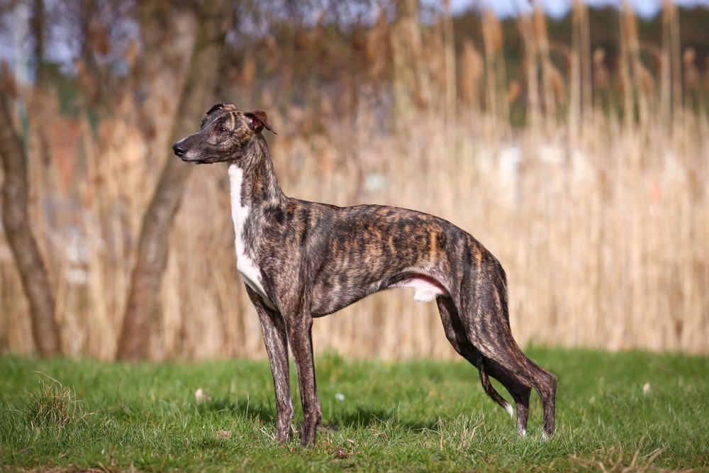 whippet pieluchy